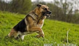 壮壮最新爆料德牧,德牧新技能惊艳亮相